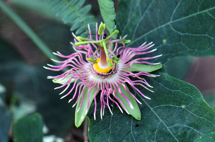 Passiflora mexicana, Mexican Passionflower